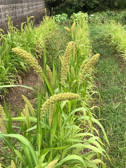 粟の穂がたくさんでてきました 無農薬の野菜を栽培しておいしく食べて健康になるブログ